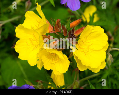 Fiori gialli della red spuntato enagra, Oenothera fruticosa 'fuochi d'artificio' Foto Stock