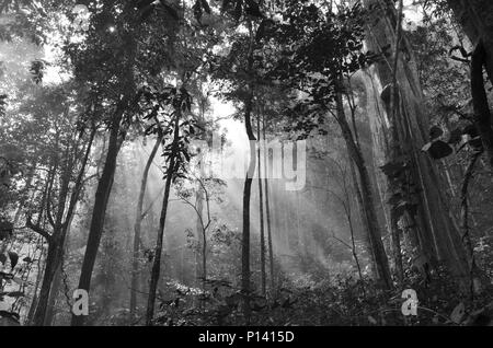 Raggi solari rendendo il modo attraverso una nebbia, in bianco e nero Foto Stock