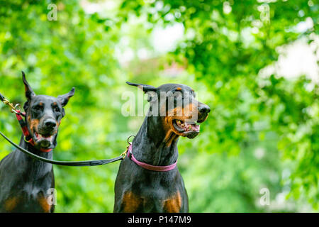 Due nero dobermann seduto sull'erba Foto Stock