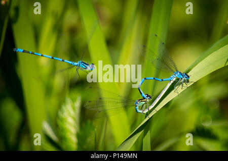 Damselflies coniugata con un terzo tentativo di ottenere implicato Foto Stock