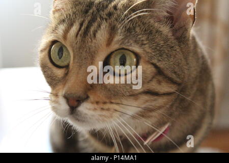 Il più grande modello di tutti loro. Il mio gatto. Foto Stock