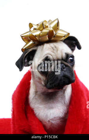 Una buffa ritratto di un pug vestito in un ripiego cape e prua per una corona Foto Stock