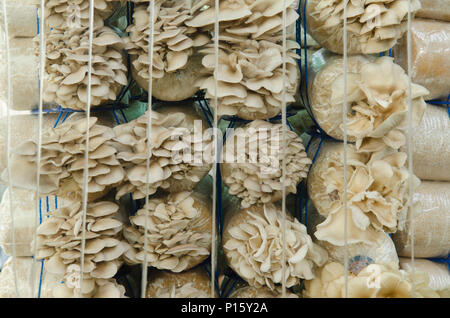 Coltivazione di funghi fattorie. Foto Stock