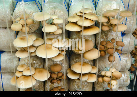 Coltivazione di funghi fattorie. Foto Stock