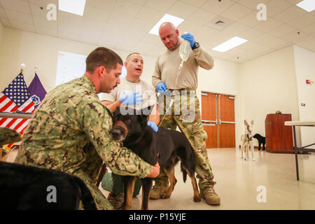 Lee Palmer (centro), un trauma care veterinario e professore assistente da Auburn University, spiega come fornire la somministrazione di fluidi per via endovenosa a cani di lavoro con l'aiuto del Navy K9 gestore (sinistra), Sottufficiali di seconda classe Rogacki William e il suo cane da lavoro Cuba, durante un K9 Emergenza tattico Casualty Care corso tenuto il 6 maggio a n.a.s. Corry Station in Pensacola, Fla. Foto Stock