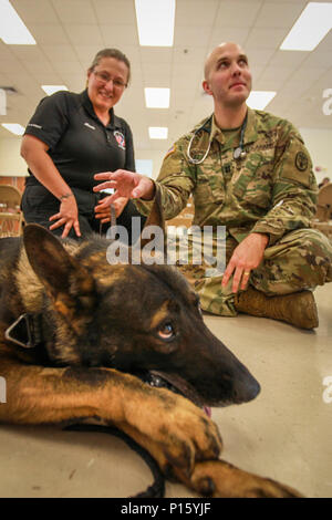 Melissa Harris, una polizia di Pensacola K9-team gestore, Kojo, una polizia di Pensacola cane da lavoro, imparare a valutare i cani di lavoro per i primi segni di lesioni o traumi da Capt. James Corrigan, un esercito veterinario, durante un K9 Emergenza tattico Casualty Care corso tenuto il 6 maggio a n.a.s. Corry Station in Pensacola, Fla. Foto Stock