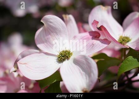 Rosa fiori di corniolo Foto Stock