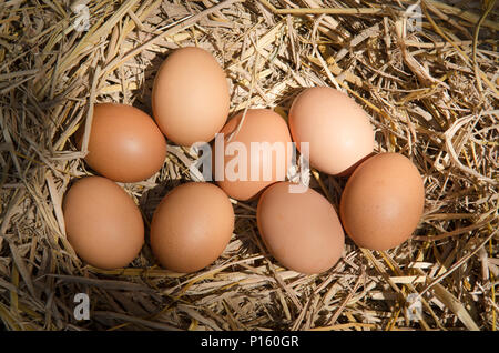 Uova di colore marrone a nido di fieno nella fattoria di pollo Foto Stock