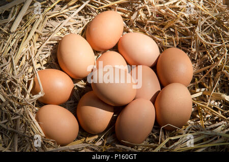 Uova di colore marrone a nido di fieno nella fattoria di pollo Foto Stock
