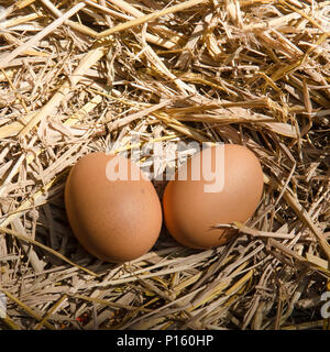 Riprese macro di uova di colore marrone a nido di fieno nella fattoria di pollo Foto Stock