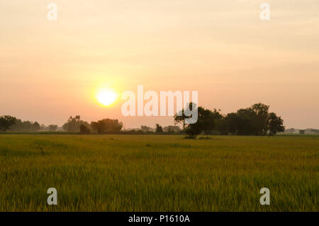 Landscape, sunny dawn in a field Foto Stock