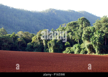 Campo di rosso terreno lavorato per lo zucchero di canna, contro il fondale di wet tropics foresta pluviale, Goldsborough Valley, vicino a Cairns, Queensland, Australia Foto Stock