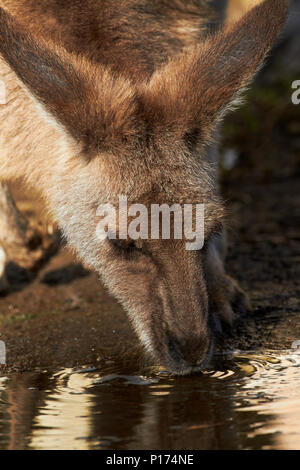 Canguro grigio (Macropus giganteus), Australia Foto Stock