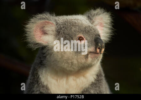 Il Koala, Australia ( Phascolarctos cinereus ) Foto Stock