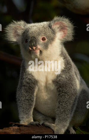 Il Koala, Australia ( Phascolarctos cinereus ) Foto Stock