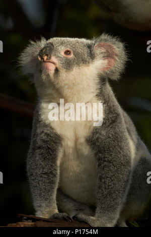 Il Koala, Australia ( Phascolarctos cinereus ) Foto Stock