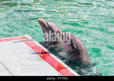 Captive delfini tursiopi, Tursiops truncatus, effettuando in corrispondenza di una mostra su Cayo Largo, Cuba. Foto Stock