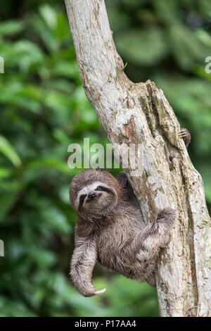 Un captive "pet" marrone-throated sloth, Bradypus variegatus, San Francisco Village, Loreto, Perù Foto Stock