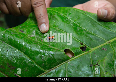 Adulto rosso-backed veleno rana, Ranitomeya reticulata, atterraggio casual, Superiore Amazzonia, Loreto, Perù Foto Stock