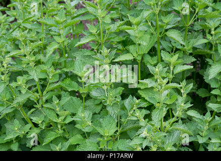 Il coreano Menta, Agastache rugosa, nel giardino in primavera. Foto Stock