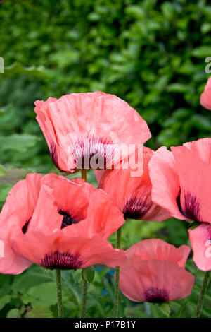 Gruppo di bella rosa papaveri orientali nel giardino. Papaver orientale. Rosa oriental papavero. Foto Stock