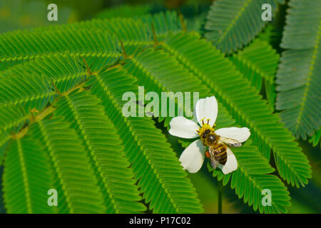 Bee e Bidens pilosa flower su foglie di mimosa pudica Foto Stock