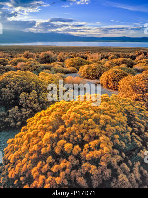 Ultima Luce, Rabbitbrush, Ericameria nauseosa, Mono Lake, Mono Basin National Forest Scenic Area, Inyo National Forest, California Foto Stock