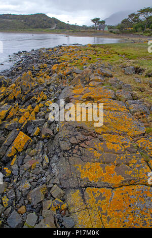 Il Lichen coperte Riva sull Isola Navarino Foto Stock