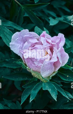 Gli scatti ravvicinati di splendida peonia viola in giardino Foto Stock
