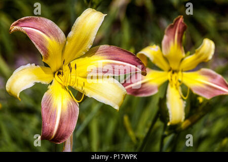 Porpora Daylily Hemerocallis ' Spring Fantasy ', giallo gola daylilies fiore in fiore Foto Stock