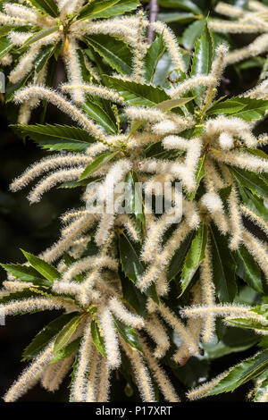 Castanea sativa, castagno dolce, fiori in fiore Foto Stock