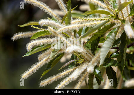 Castanea sativa, castagno dolce, fiori in fiore primo piano Foto Stock