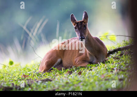 Barking deer, la fauna selvatica nel parco nazionale di Khao Yai, sito del Patrimonio mondiale Foto Stock