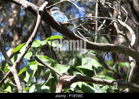 Sacro Kingfisher (Todiramphus Sanctus) in appoggio sul ramo Foto Stock