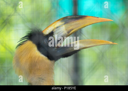 Grande hornbill in gabbia Foto Stock