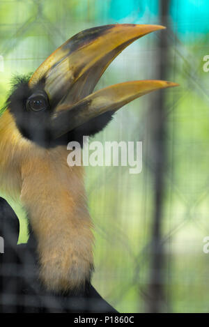 Grande hornbill in gabbia Foto Stock