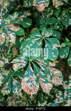 Ippocastano leaf miner, foglie infette Foto Stock