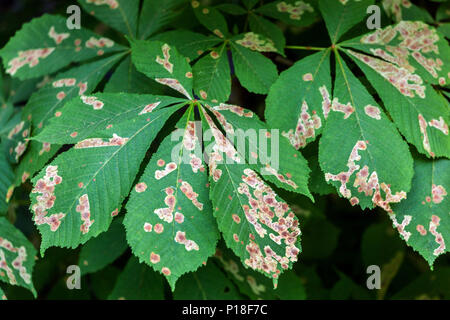 Ippocastano leaf miner, foglie infette Foto Stock
