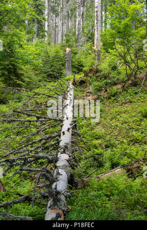 Albero caduto nel mezzo della foresta Foto Stock