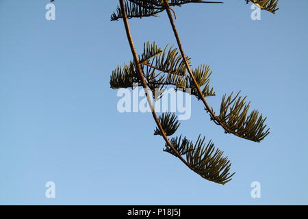 Rami dell'Isola Norfolk Pine (Araucaria Heterophylla) Foto Stock