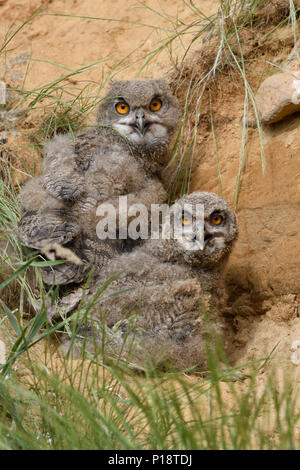 Eurasian Gufo Reale / Europaeische Uhus ( Bubo bubo ), giovani pulcini, nascondersi dietro a Erba in una buca di sabbia, guardando, ansimando, fauna selvatica, l'Europa. Foto Stock