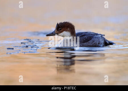 Smew / Zwergsäger ( Mergellus albellus ), femmina adulta, nuoto nel congelamento icecold acqua lungo il bordo di ghiaccio, inverno valutazione in Europa occidentale, wildlif Foto Stock