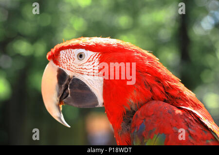 Close up. testa, macaw parrot su sfondo sfocato Foto Stock