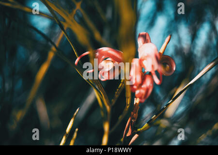 Le rose fiori di grevillea in una giornata di sole Foto Stock