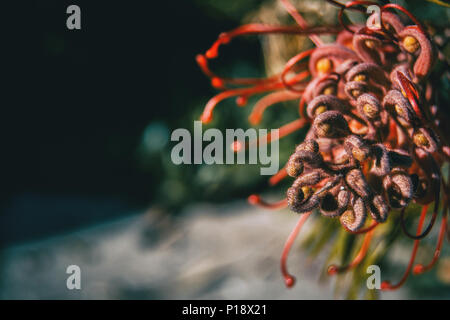 Le rose fiori di grevillea in una giornata di sole Foto Stock