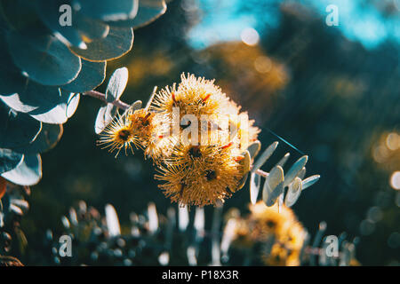 Fiori di colore giallo e grigio delle foglie di eucalipto kruseana in una giornata di sole Foto Stock