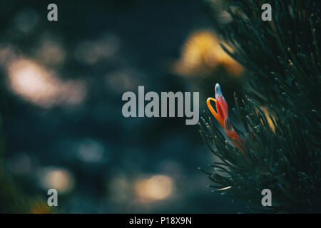 Le rose fiori di grevillea in una giornata di sole Foto Stock