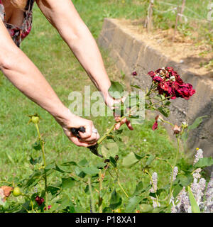 Fiore il giardinaggio e la manutenzione del concetto. Immagine ravvicinata di donne le mani con forbici lavora in giardino. Fresatura di giardiniere off spray di speso o Foto Stock