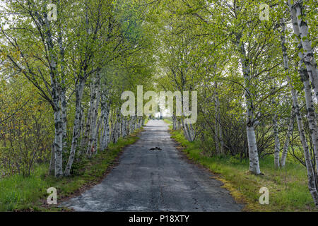 Viale alberato in vista della vecchia Hwy 114 che conduce alla segheria Creek ponte coperto, N.B., Canada. Foto Stock