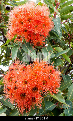 Rosso gumblossom eucalipto fiori con gocce di pioggia sulle foglie verdi Foto Stock